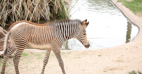 маленькая зебра погибла в зоопарке