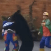 медведь напал на сотрудника цирка 