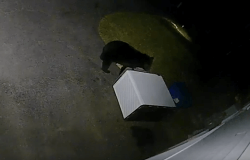 медведь ломает ящик с мусором 