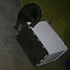 медведь ломает ящик с мусором