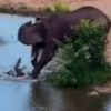 крокодил разогнал слонов с водопоя 