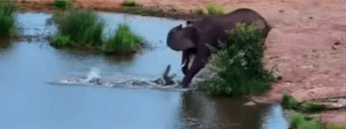 крокодил разогнал слонов с водопоя