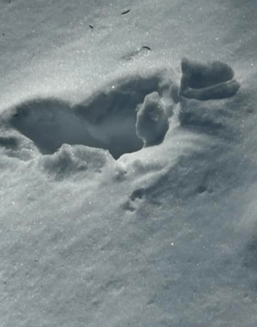 следы бигфута оставленные в снегу