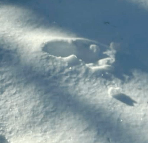 следы бигфута оставленные в снегу