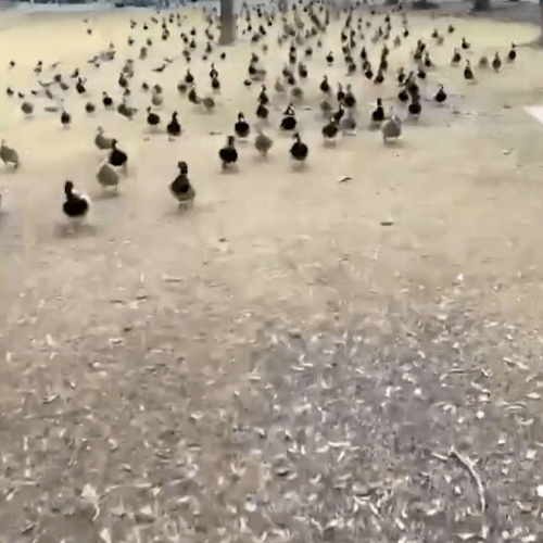 женщину в парке преследовали утки