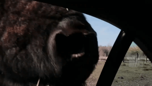 голодный бизон напугал туристов 