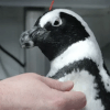 пингвина лечат иглоукалыванием 