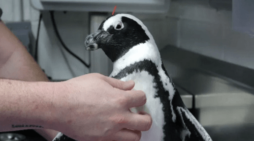 пингвина лечат иглоукалыванием