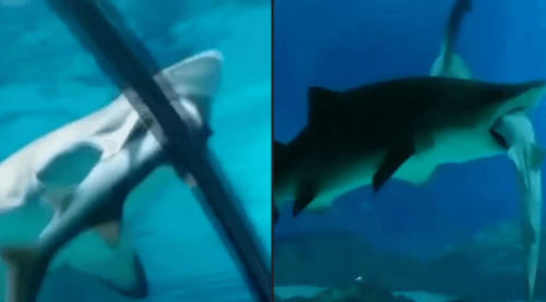 акула съела другую акулу 