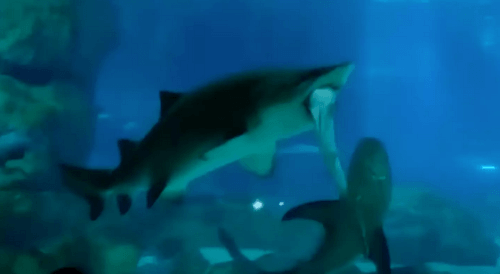 акула съела другую акулу
