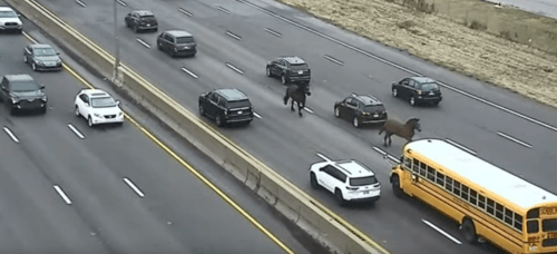полицейские лошади на шоссе