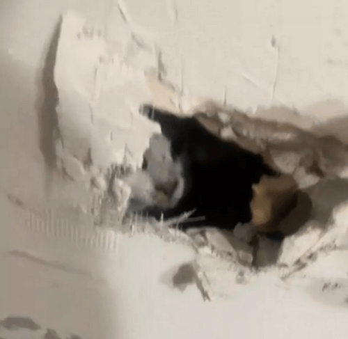 кошку замуровали в стене