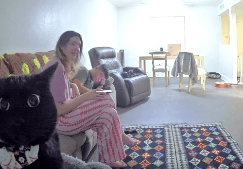 кошка и камера видеонаблюдения