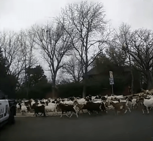 козы разбежались по городу 