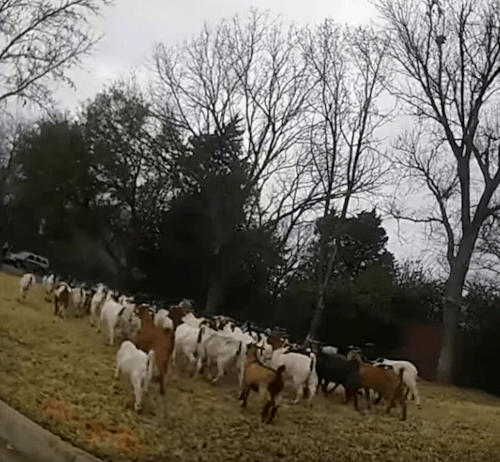 козы разбежались по городу