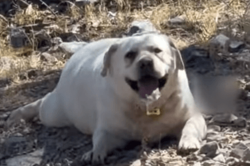 толстая собака на горе 