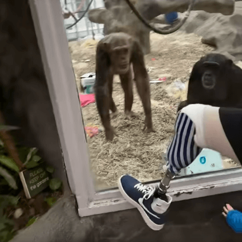 шимпанзе увидели протез ноги