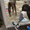 шимпанзе увидели протез ноги