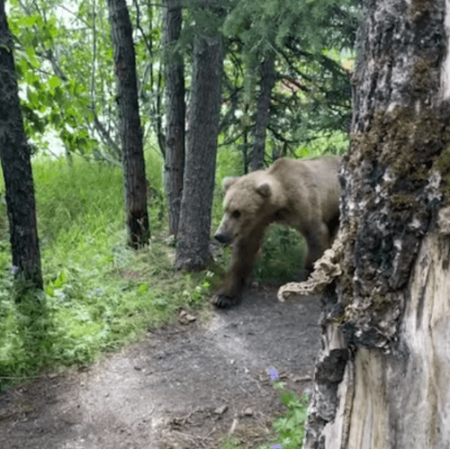 встреча с медведем возле палатки
