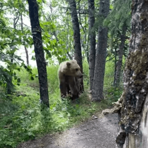встреча с медведем возле палатки