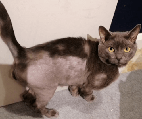 незнакомец бреет кошек 