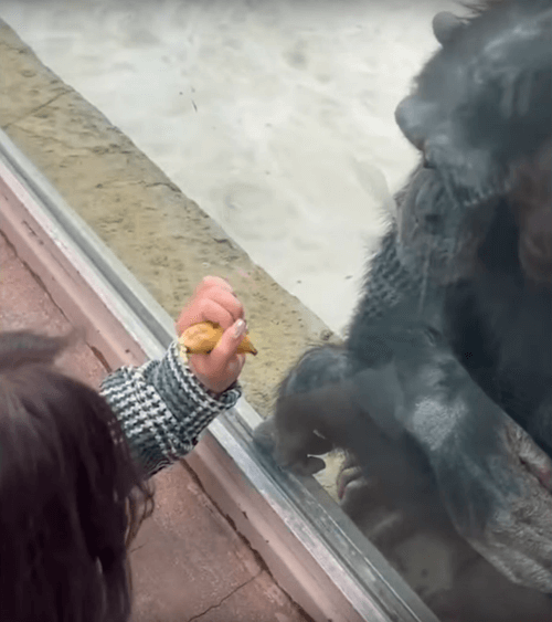 шимпанзе целуется через стекло 