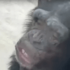 шимпанзе целуется через стекло