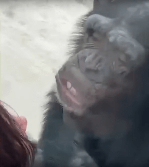 шимпанзе целуется через стекло