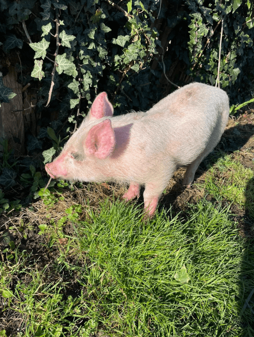 чужая свинья забралась в сад