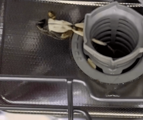 лягушка в посудомоечной машине