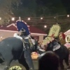 драка слонов во время фестиваля 