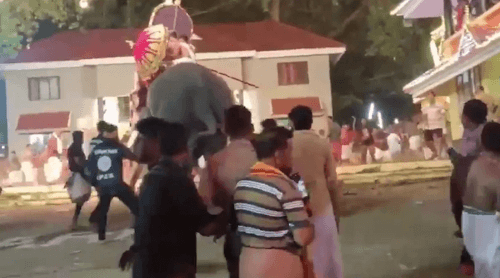 драка слонов во время фестиваля