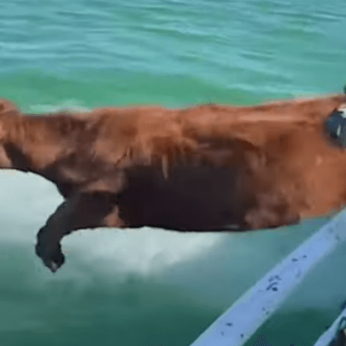 коровы плавают перед пастбищем