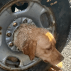 собака сунула голову в колесо 