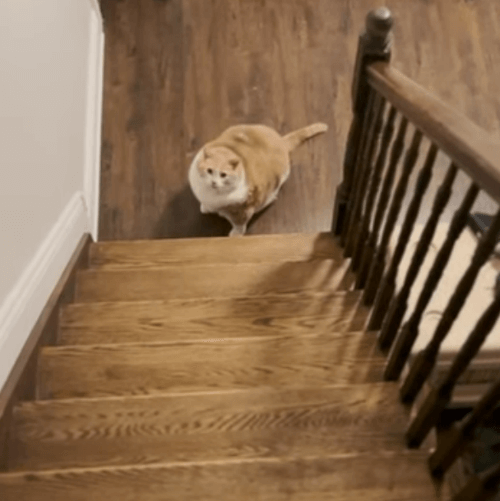 кот страдающий от ожирения