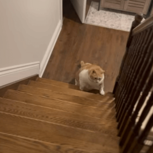кот страдающий от ожирения