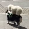 собака на спине другой собаки
