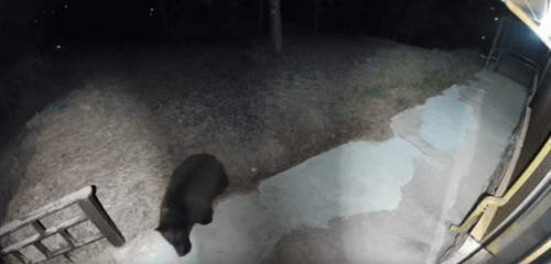 медведь почесал спину об забор 