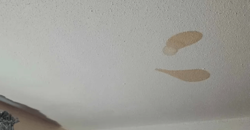 крысиная моча на потолке