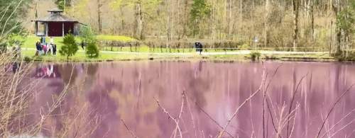 озеро фиолетового цвета