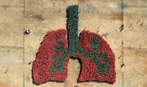 изображение человеческих лёгких