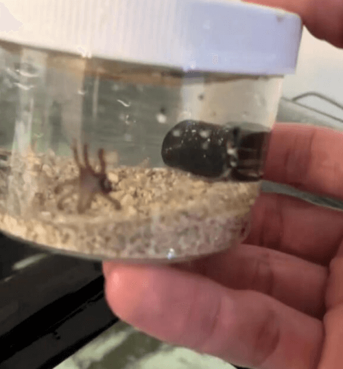 самка осьминога и её детёныши