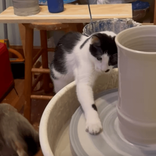 кошка с гончарным кругом
