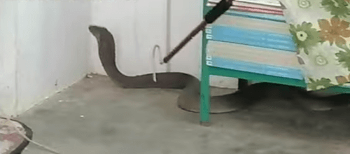 ядовитая кобра в школе
