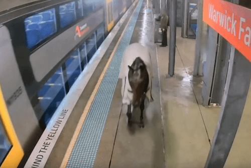 лошадь не смогла сесть на поезд