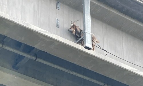 козёл оказался на мосту