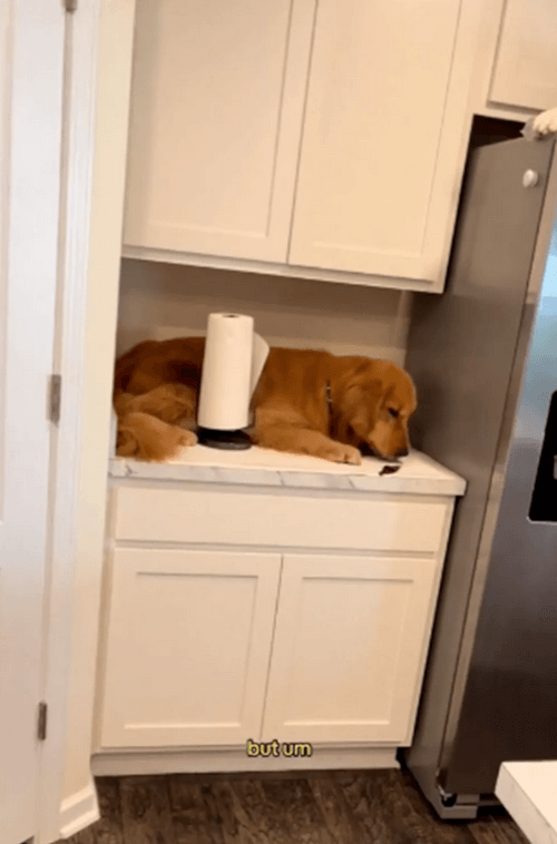 собака залезла на холодильник 