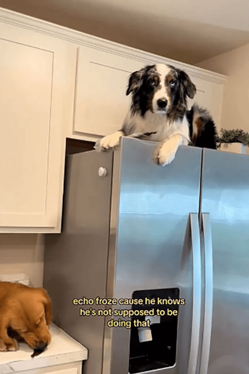 собака залезла на холодильник