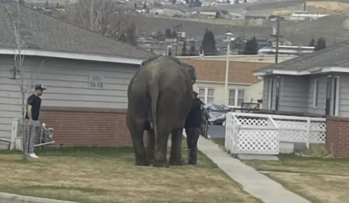 слониха сбежала из цирка
