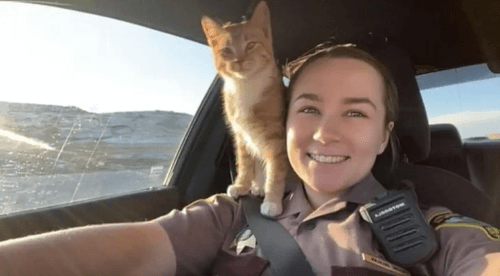 сотрудница дорожной полиции и кот